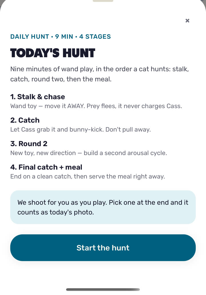 Today's Hunt in PetCool: four stages, nine minutes